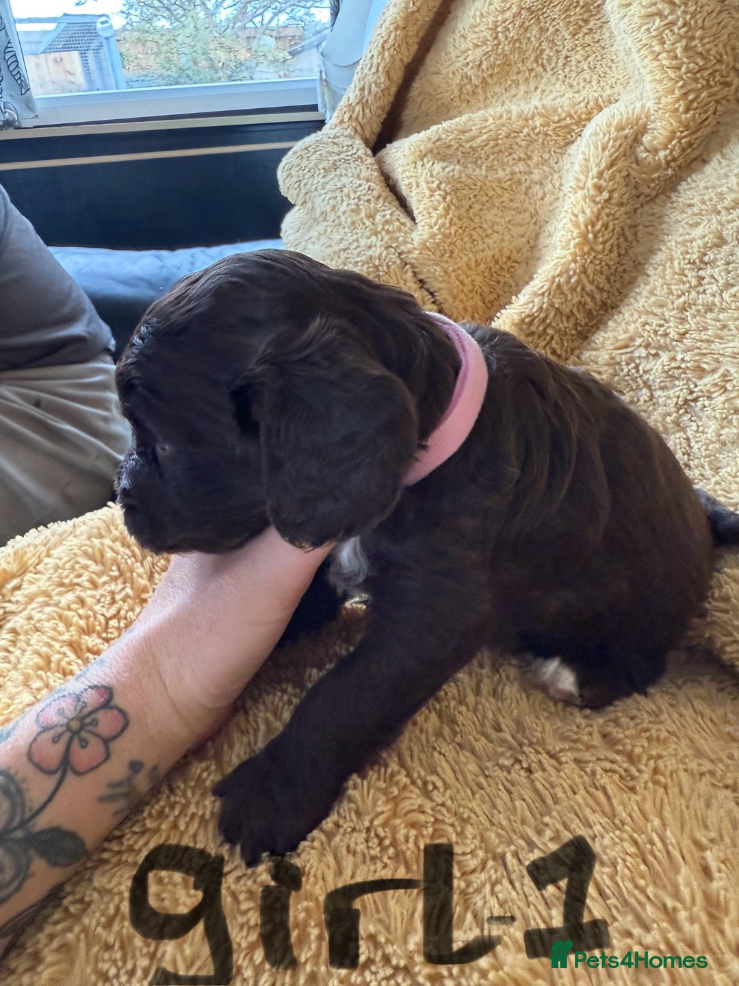 Cockapoo dogs for sale: Cockapoos puppies 2 girls 2 boys - Image 6