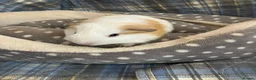 Guinea Pig rodents for sale: Lots of lovely baby girls and boys - Advert 9
