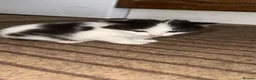Mixed Breed cats for sale: Adorable kittens looking for their new home - Advert 15