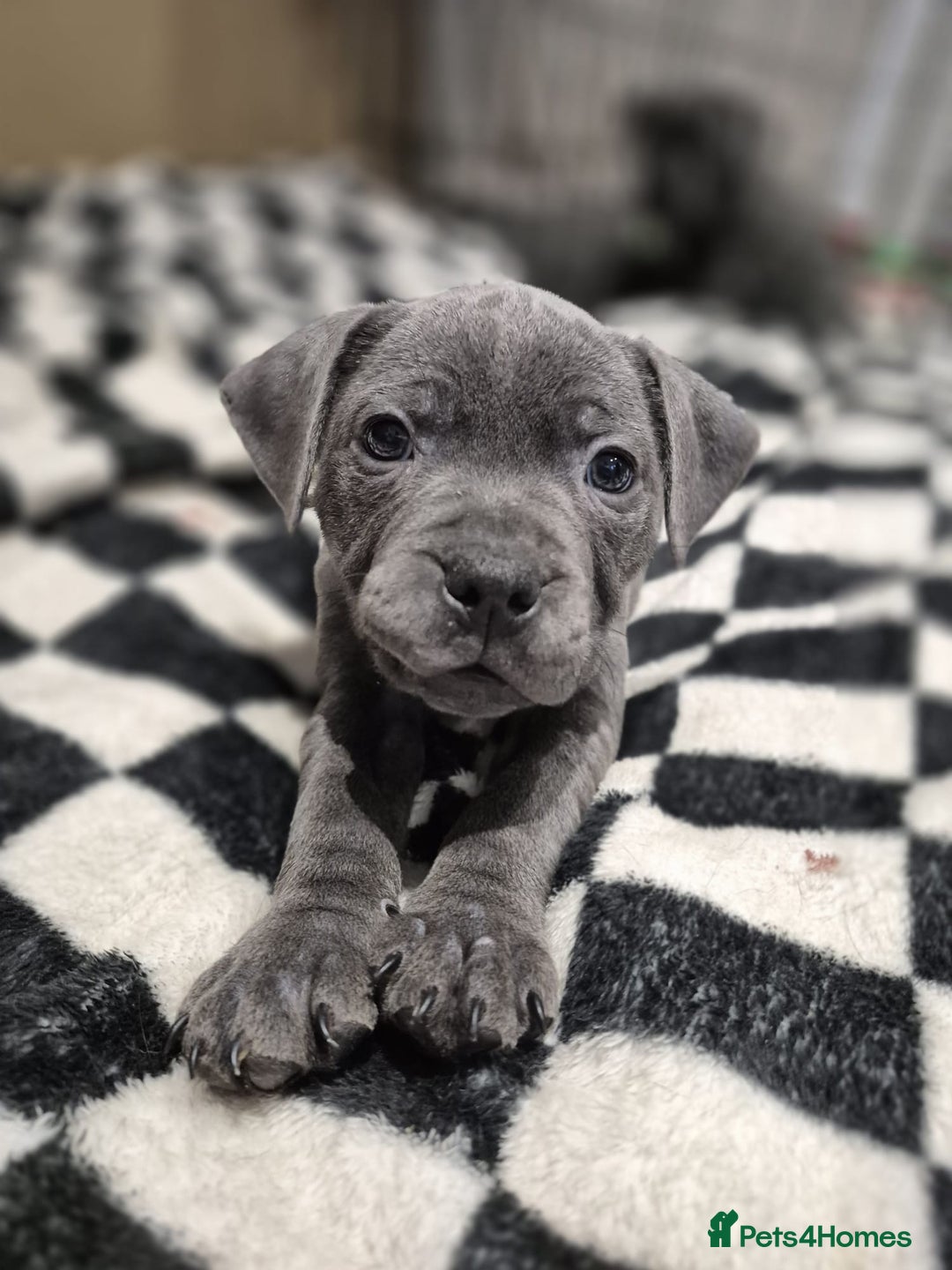 Staffordshire Bull Terrier dogs for sale: 10wk Old Blue Staffordshire Bull Terrier For Sale - Advert 6