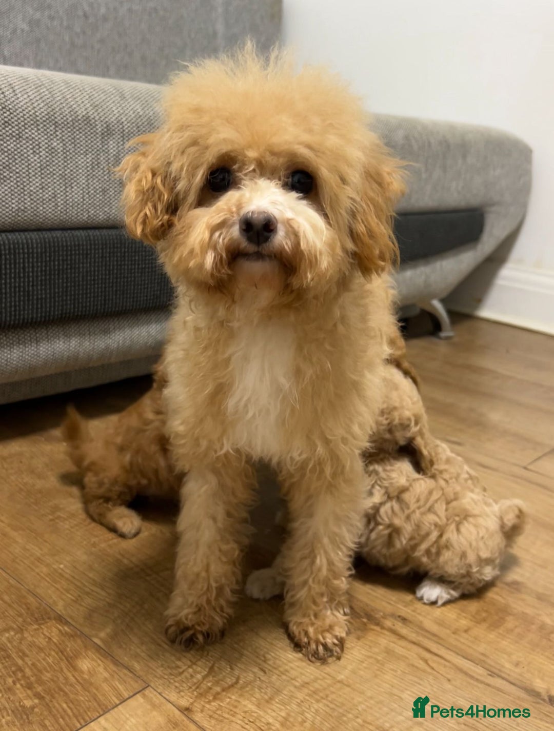 Maltipoo dogs for sale: ✨ Maltipoo F1B females – Ready 1st December ✨ - Advert 13