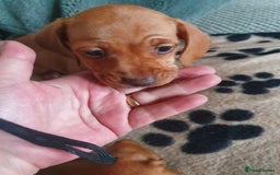 Miniature Dachshund dogs for sale: 2 miniature daschunds  - Advert 2