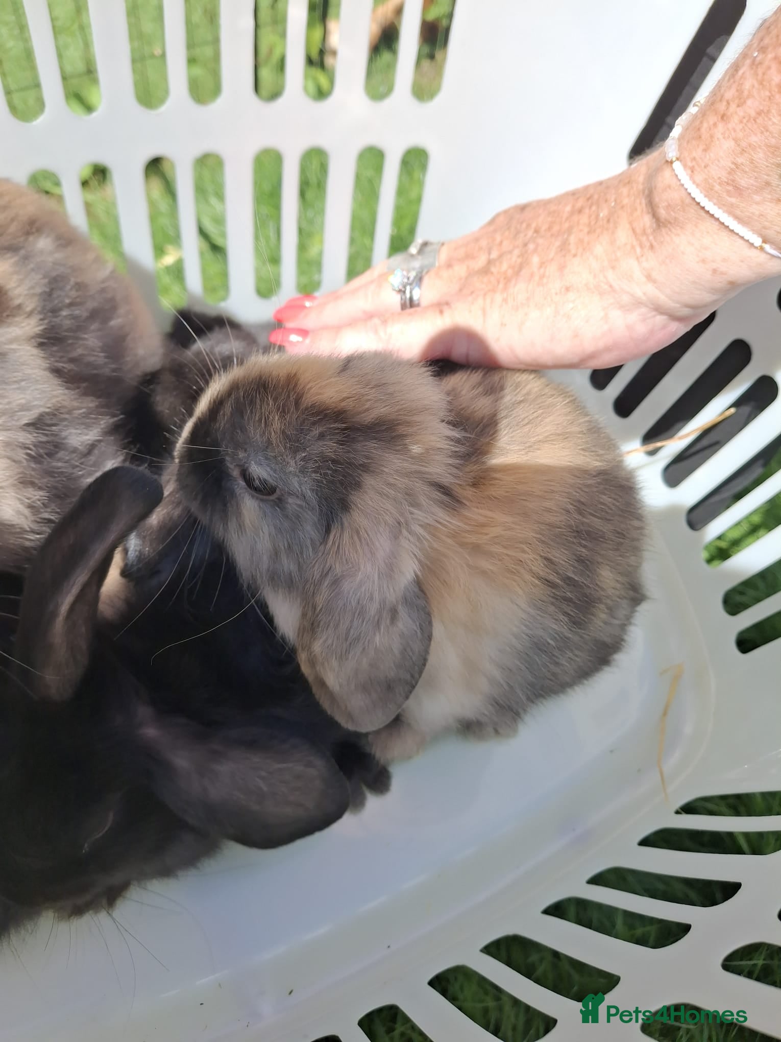 Mini Lop rabbits Beautiful mini lop bunnies - Advert 1
