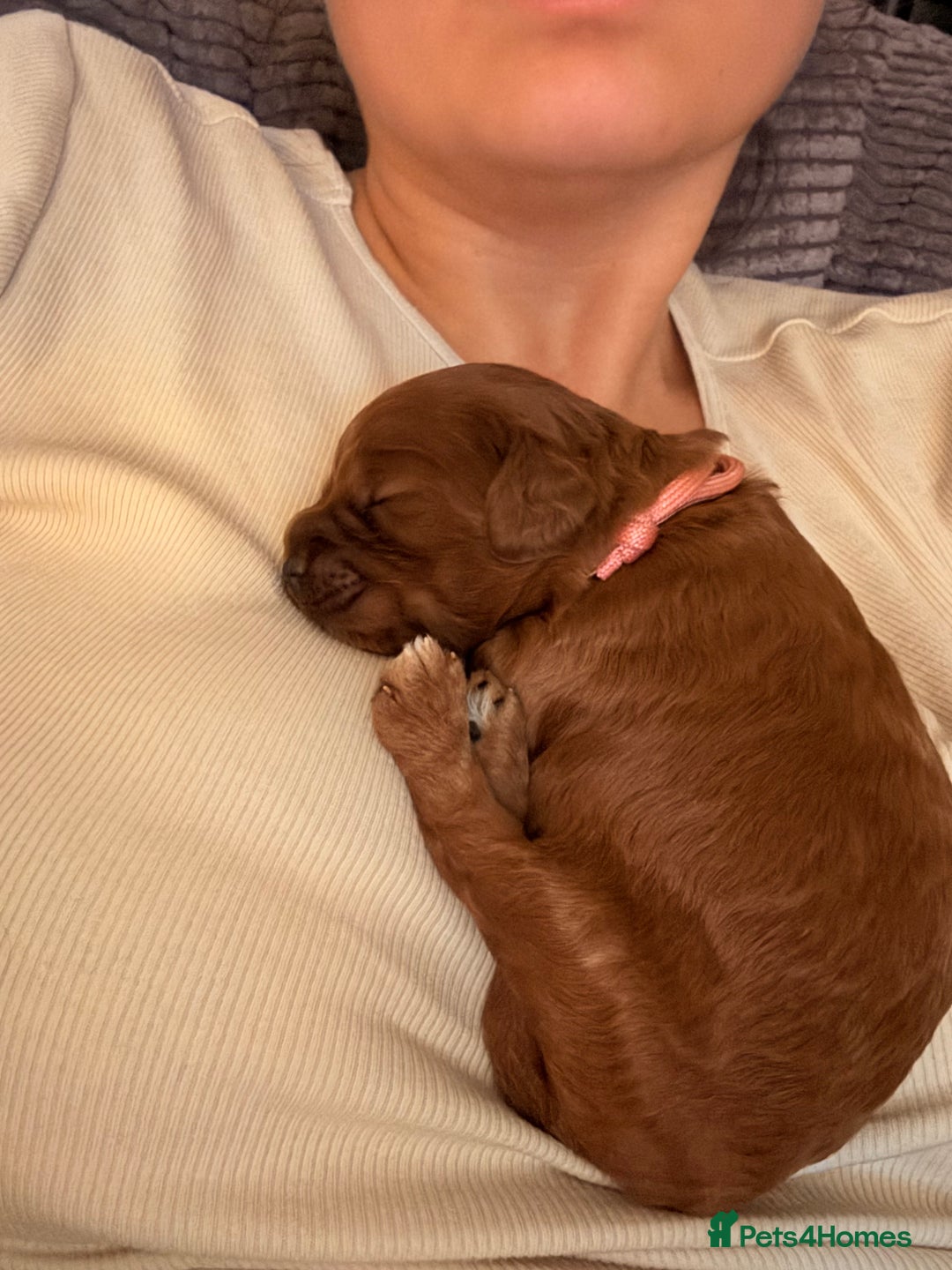 Cockapoo dogs for sale: 4 Stunning Fox Red F1b Toy Cockapoos  - Advert 28