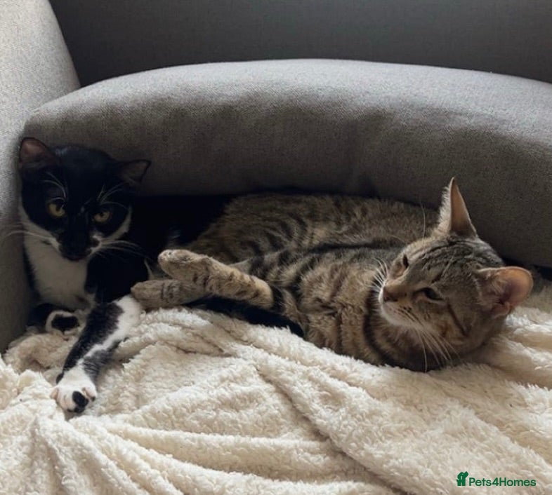 Domestic Shorthair cats 2 kittens for sale- female kittens - Advert 16