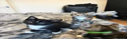British Shorthair cats for sale: Three Playful Kittens  - Advert 12