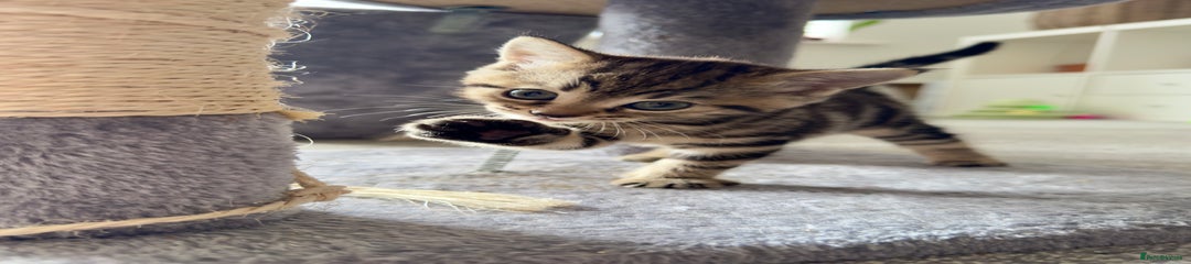 Domestic Shorthair Kitten 4