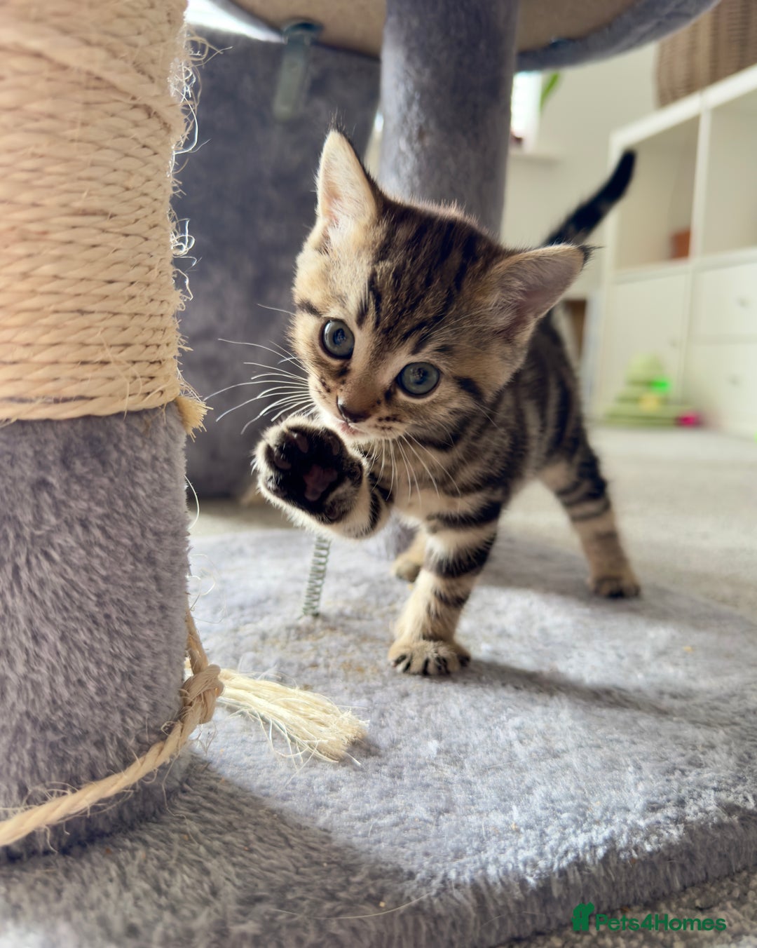 Domestic Shorthair cats for sale: Beautiful 9 Week Old Kittens  - Image 6