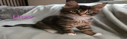 Maine Coon cats for sale: 3 Maine Coon kittens. - Advert 10