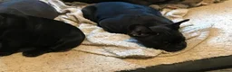 French Bulldog dogs for sale: French bulldog puppies  - Advert 6