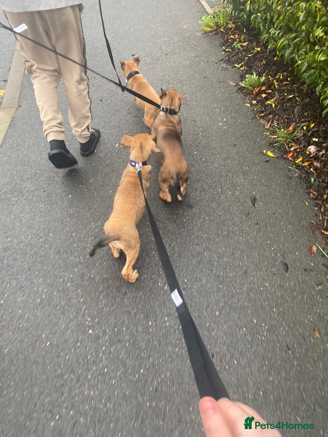 Mixed Breed dogs for sale: Mali cross  - Advert 19