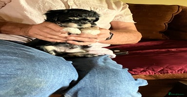 Mixed Breed dogs - Advert 16