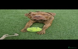Mixed Breed dogs for sale: Meet Nelson - Image 4