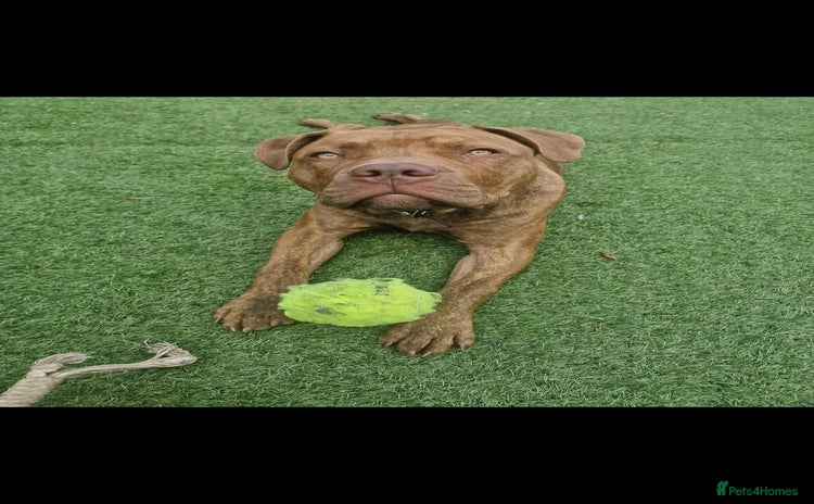 Mixed Breed dogs - Advert 1