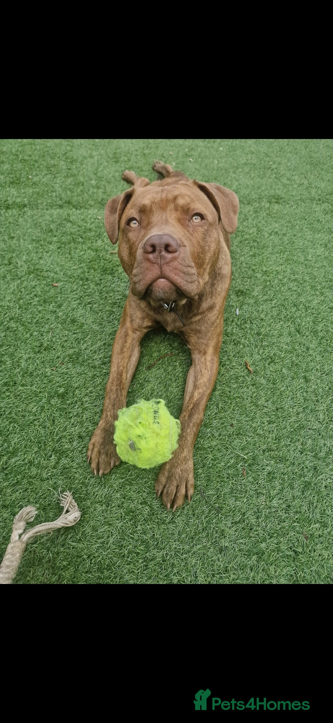 Mixed Breed dogs for sale: Meet Nelson - Image 4
