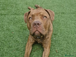 Mixed Breed dogs - Advert 2