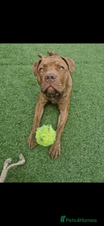 Mixed Breed dogs - Advert 1