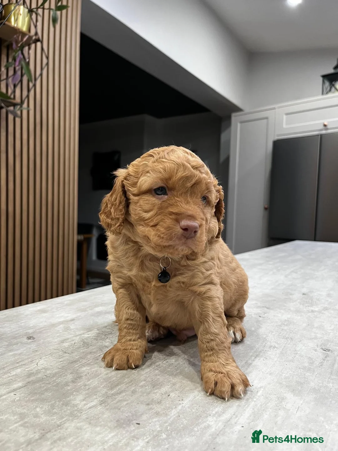 Cockapoo dogs for sale: Cockapoo puppies - Advert 13