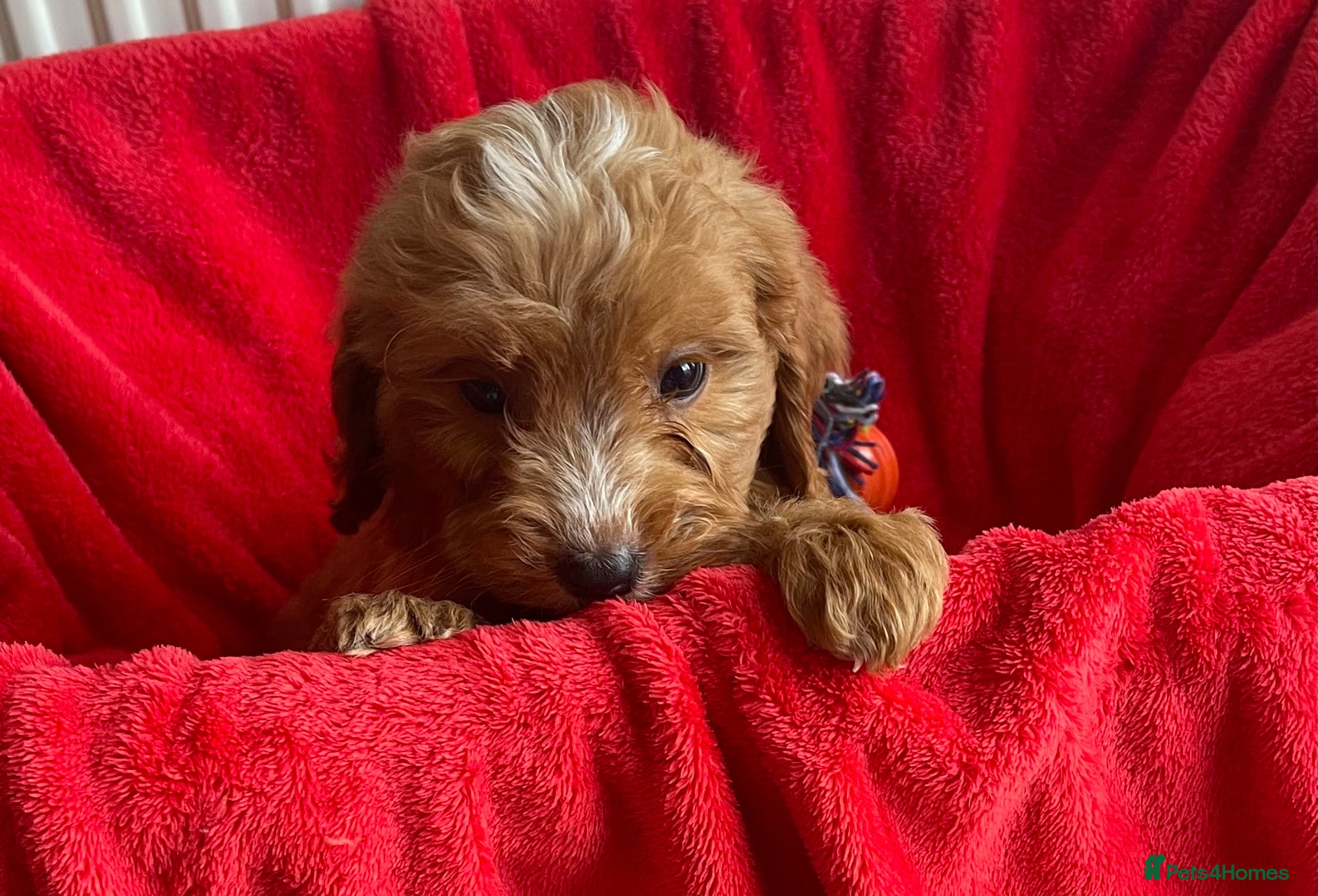 Cockapoo dogs Beautiful F1 cockerpoo pups NOW READY - Advert 1