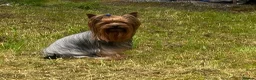 Yorkshire Terrier dogs for stud: KC registered Yorkshire Terrier Stud dog  - Advert 2