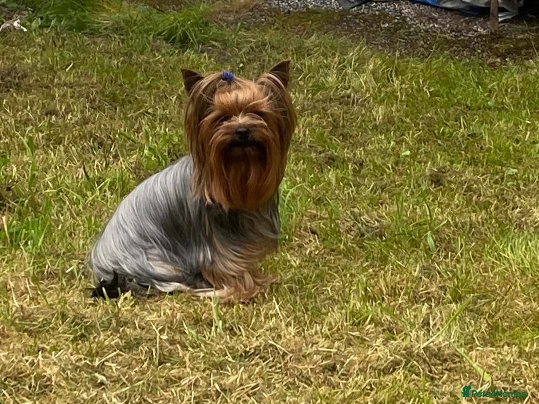 Yorkshire Terrier dogs for stud: KC registered Yorkshire Terrier Stud dog  - Advert 2