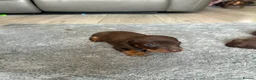 Miniature Dachshund dogs for sale: Miniature dachshund  - Advert 7