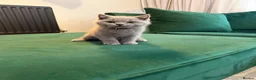 British Shorthair cats for sale: Full Pedigree British Shorthair Kittens  - Advert 12