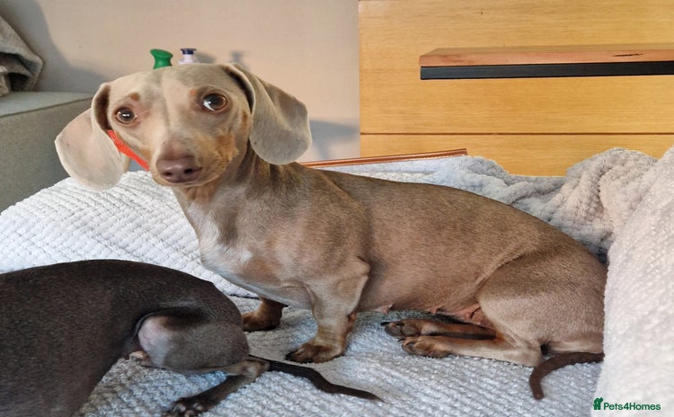 Miniature Dachshund dogs - Advert 6