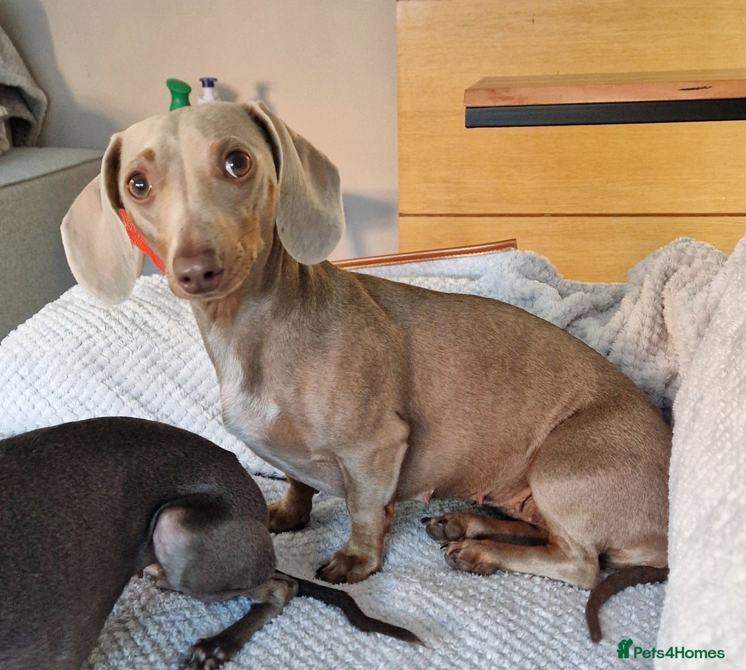 Miniature Dachshund dogs for sale: Pedigree Isabella colour girl - Image 1