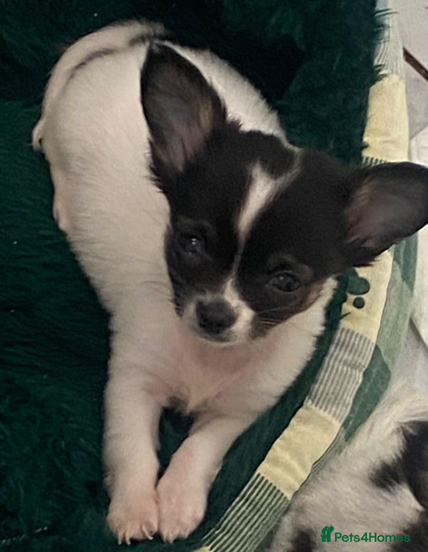 Chihuahua dogs for sale: Tiny chihuahua puppies -long haired - Advert 7