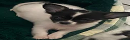 Chihuahua dogs for sale: Tiny chihuahua puppies  - Advert 8