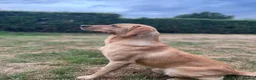 Labrador Retriever dogs for sale: KC YELLOW & RED LABRADORS  - Advert 9