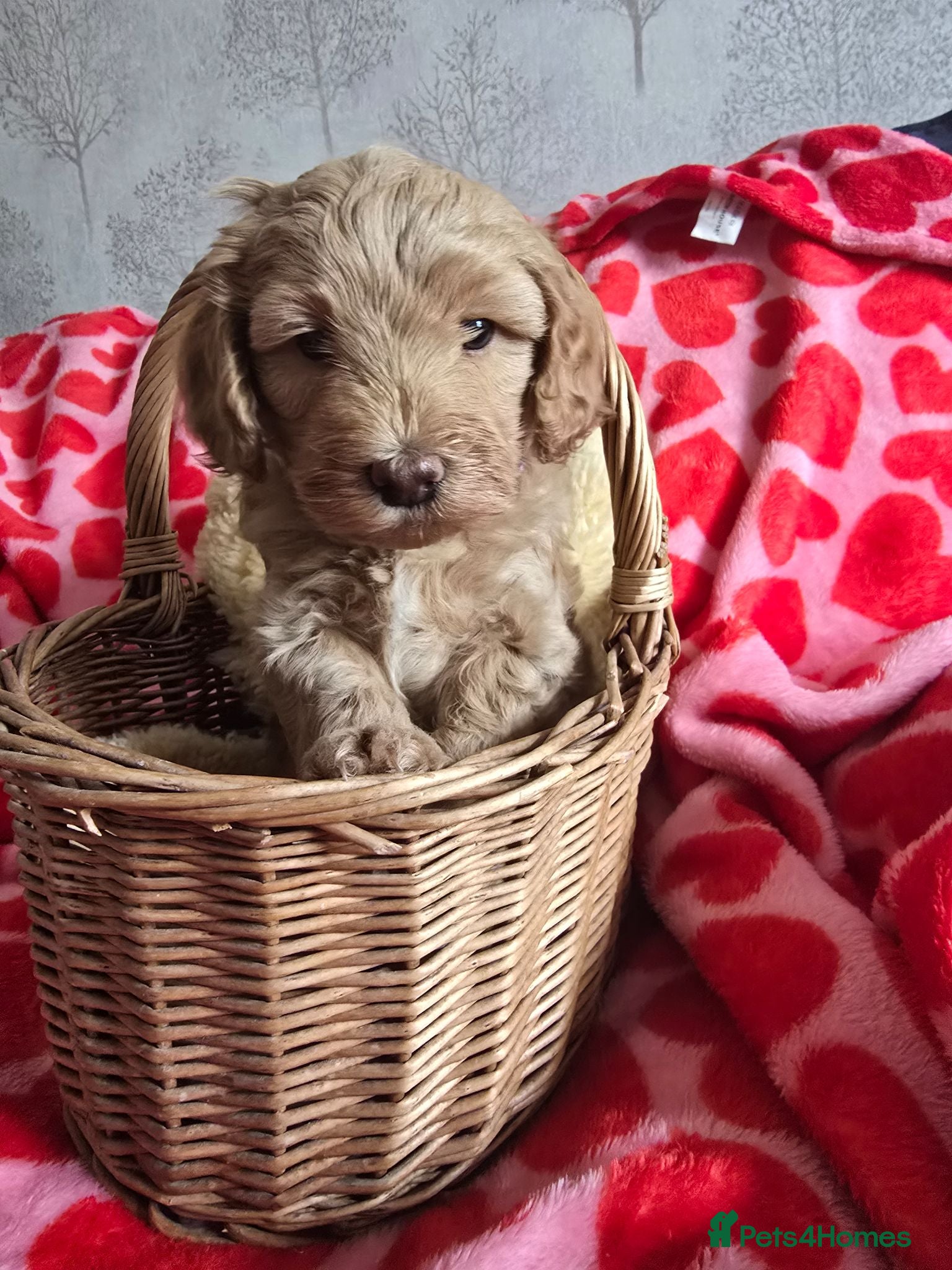 Cockapoo dogs Stunning homebred cockapoos - Advert 2