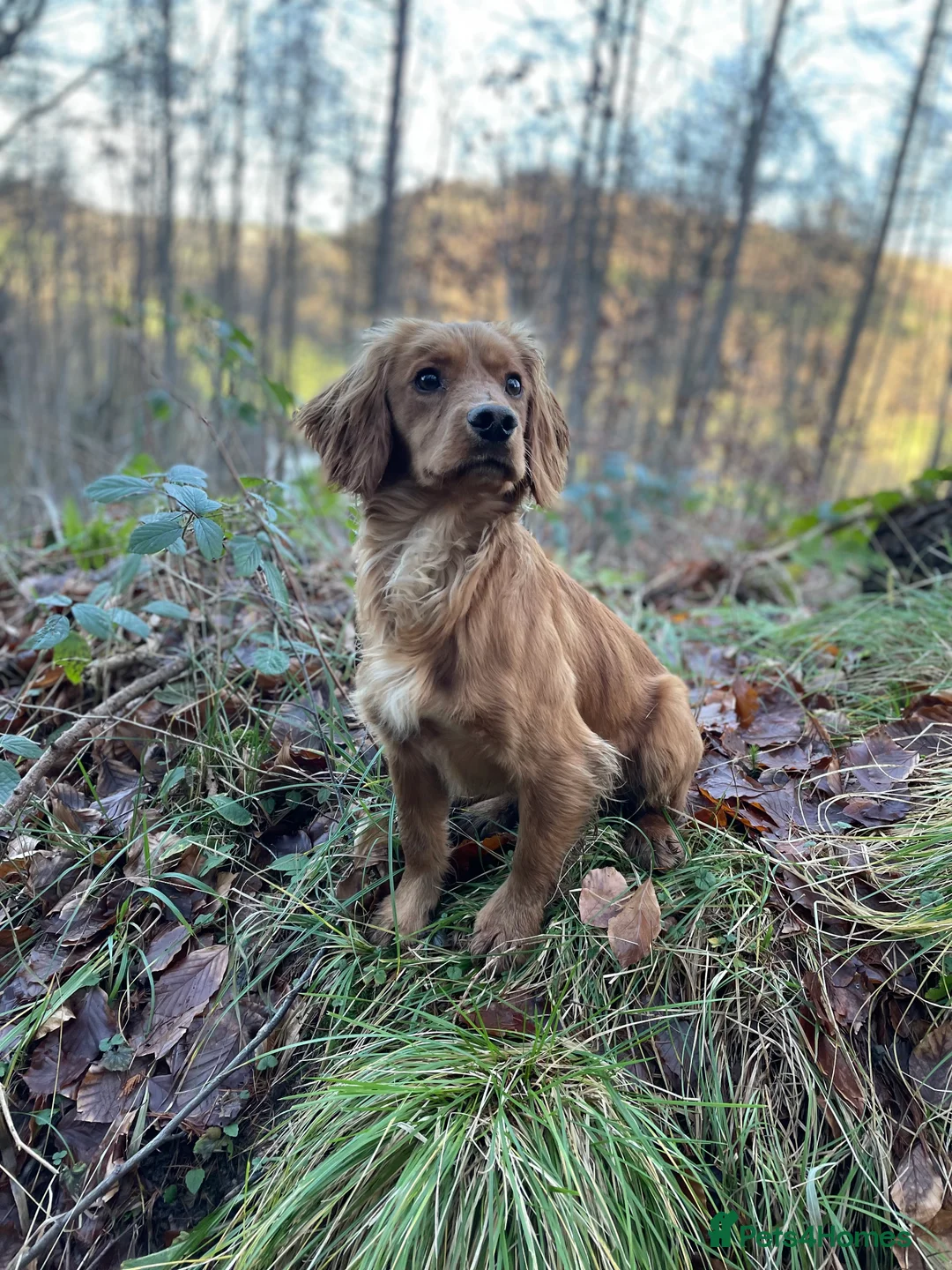 Cocker Spaniel dogs for stud: Small, Compact Red Cocker Dog at Stud in Ripon - Advert 4