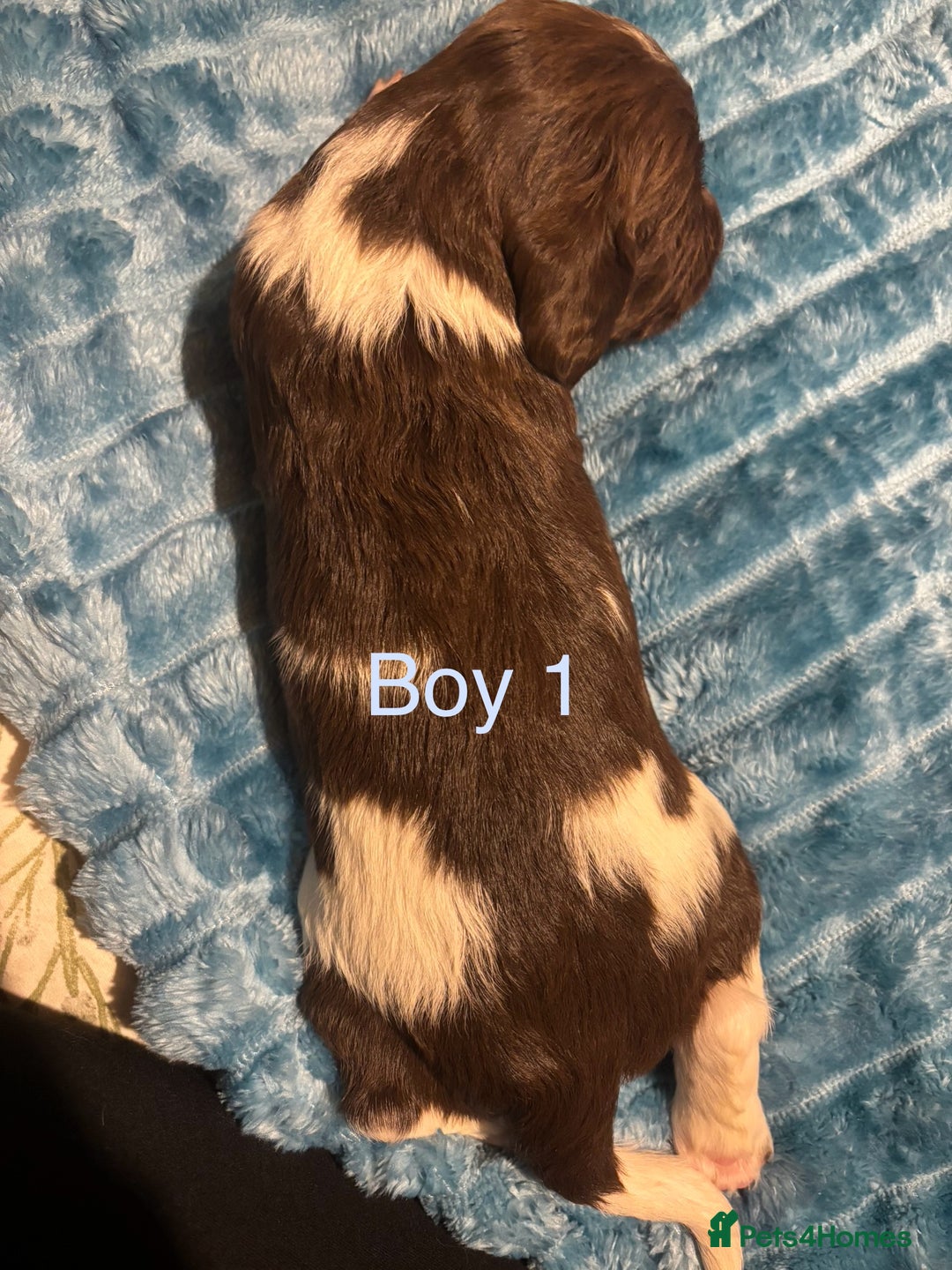English Springer Spaniel dogs for sale: ✨ KC Registered English Springer Spaniel Puppies ✨ - Advert 36