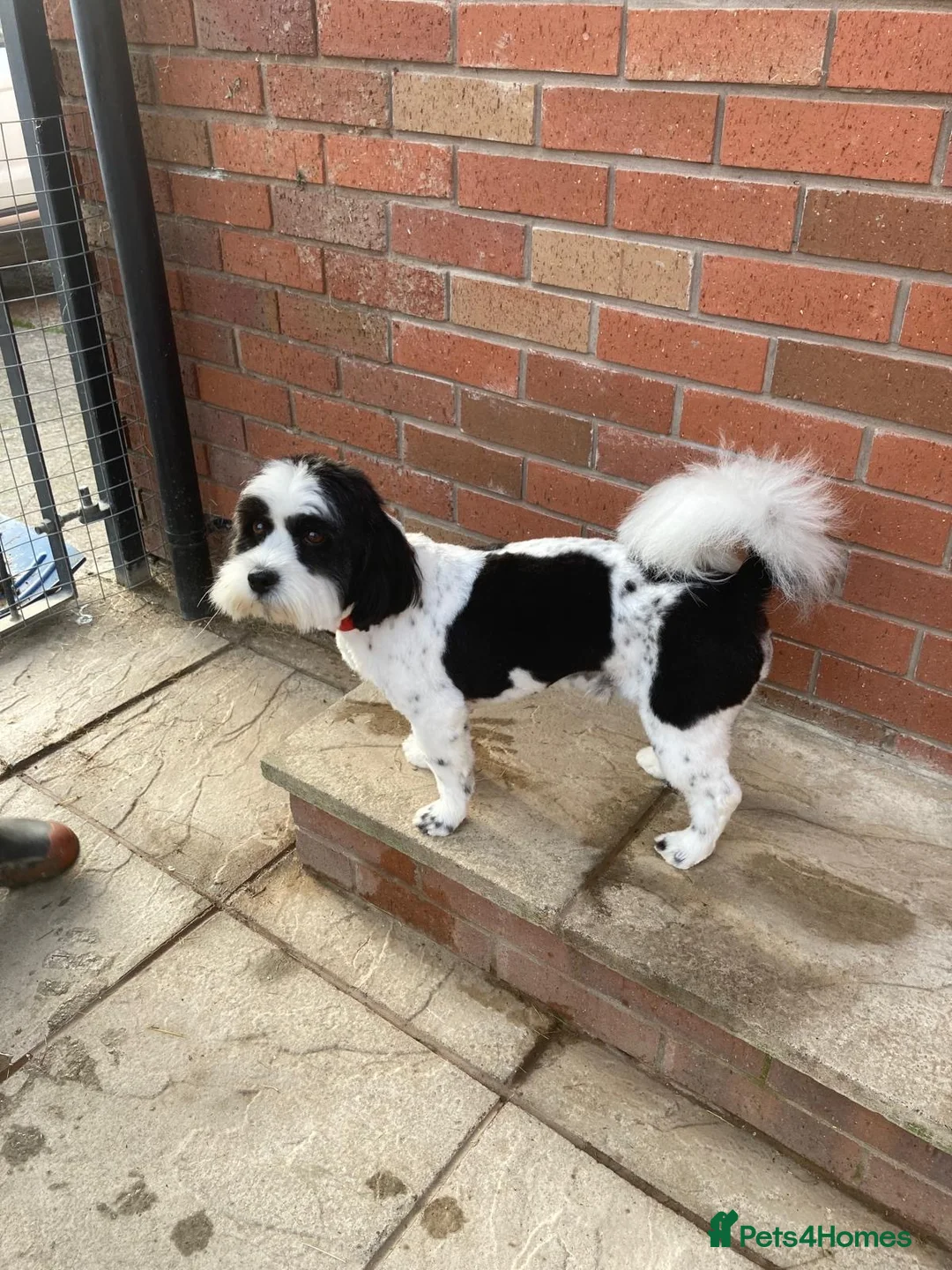 Mixed Breed dogs for stud: Zoochon for Stud - proven  - Advert 1