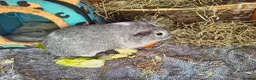 Guinea Pig rodents for sale: Handsome grey & white male Guinea pig for sale in Windsor - Advert 3