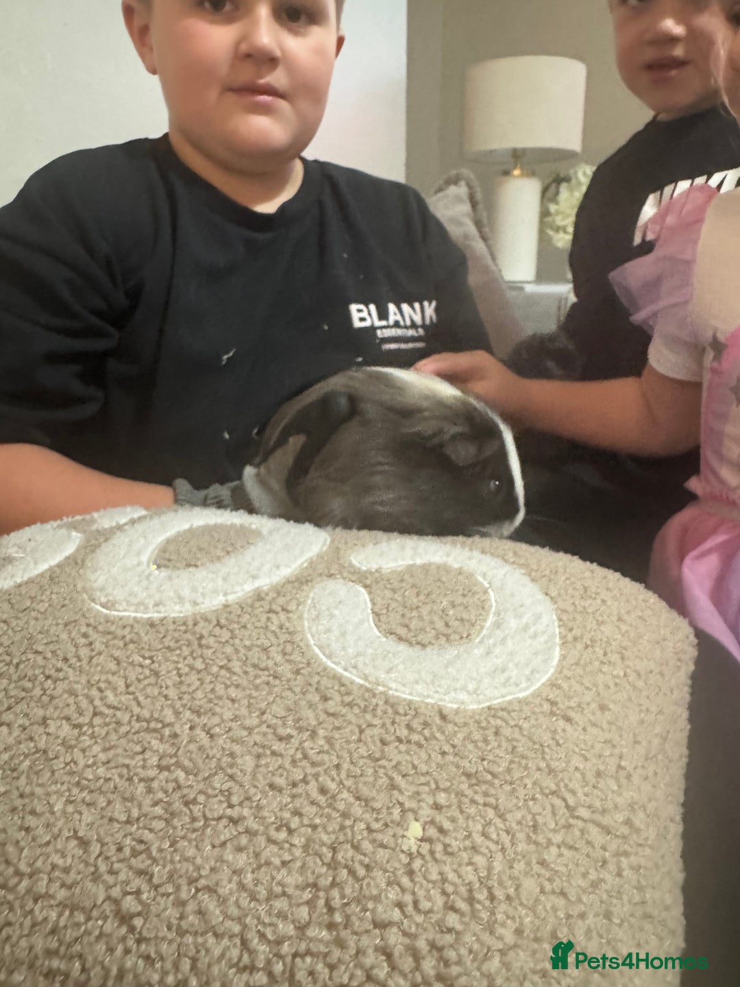 Guinea Pig rodents for sale: Male guinea pig perfect Christmas gift  - Advert 2