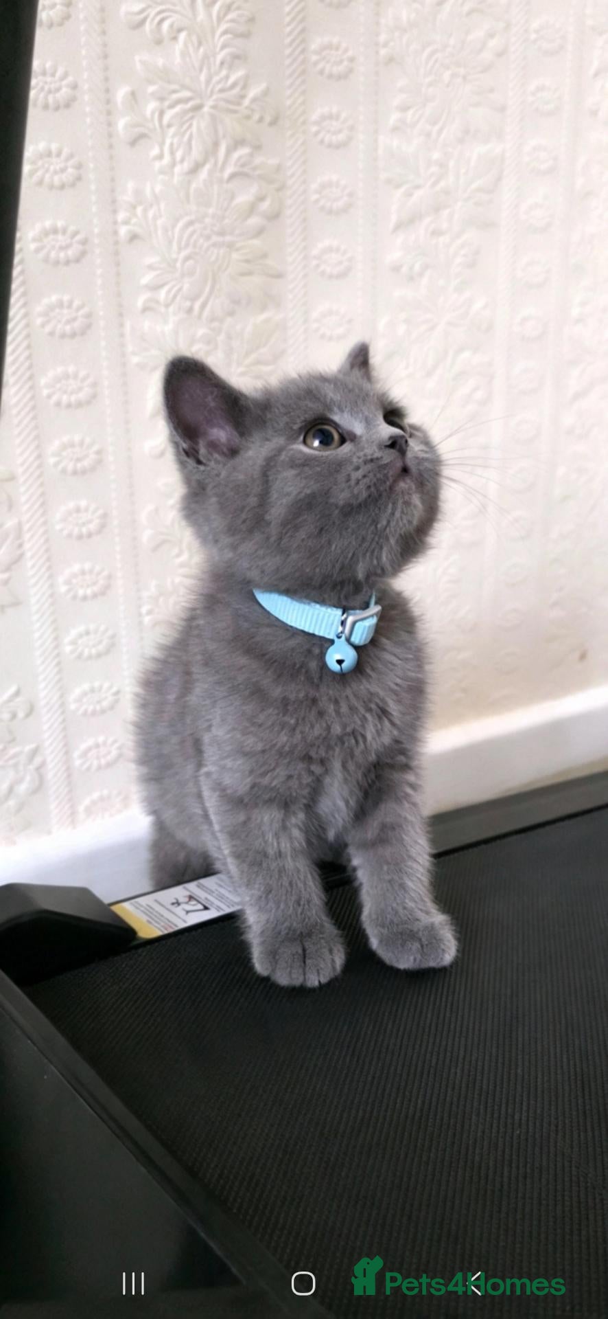 British Shorthair cats for sale: British shorthair little boy 💙 - Advert 18