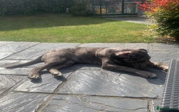 Cane Corso dogs for sale: Cleo , cane corso  - Advert 3