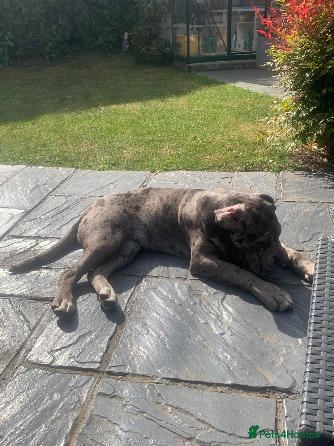 Cane Corso dogs for sale: Cleo , cane corso  - Advert 3