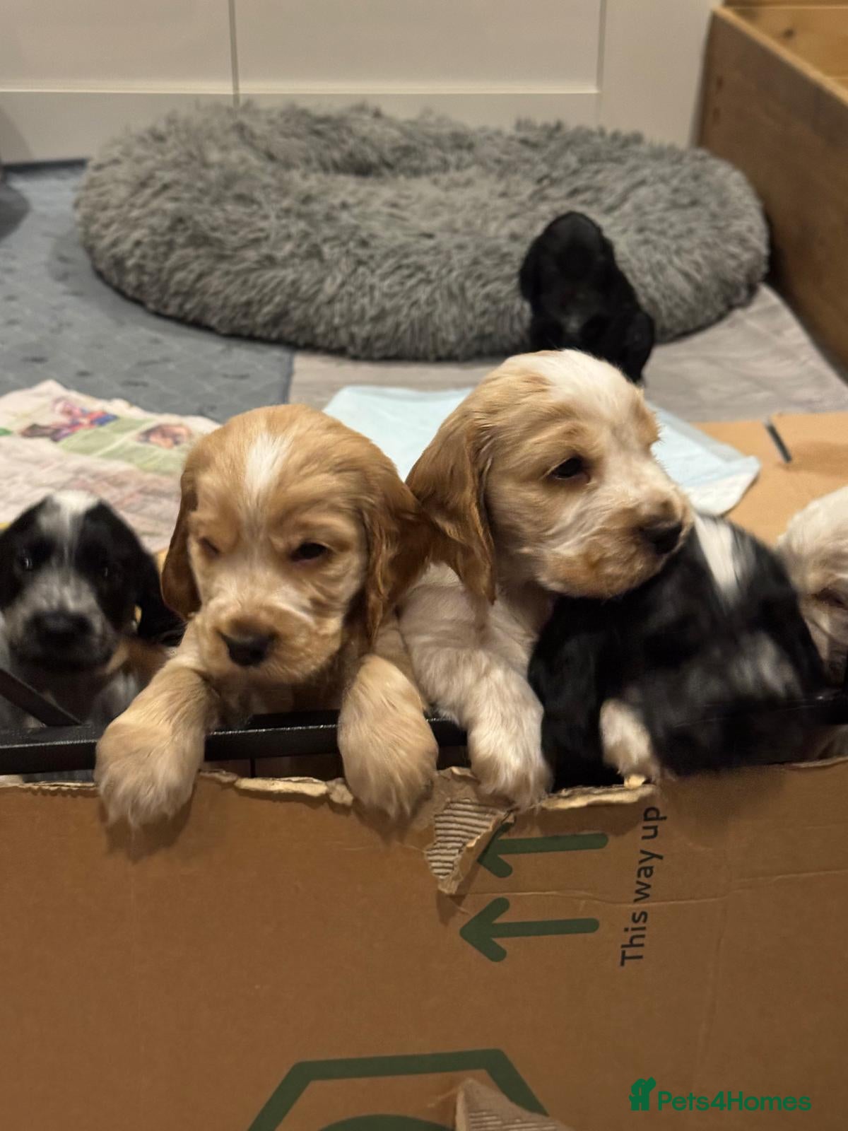 Cocker Spaniel dogs 3 Gorgeous boys KC SHOW Cocker, fully health test - Advert 5