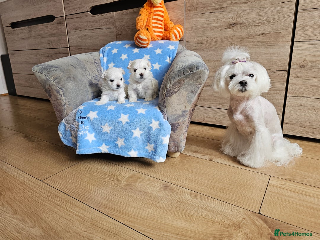 Maltese dogs for sale: KC Korean Maltese Terrier Puppies - Image 5