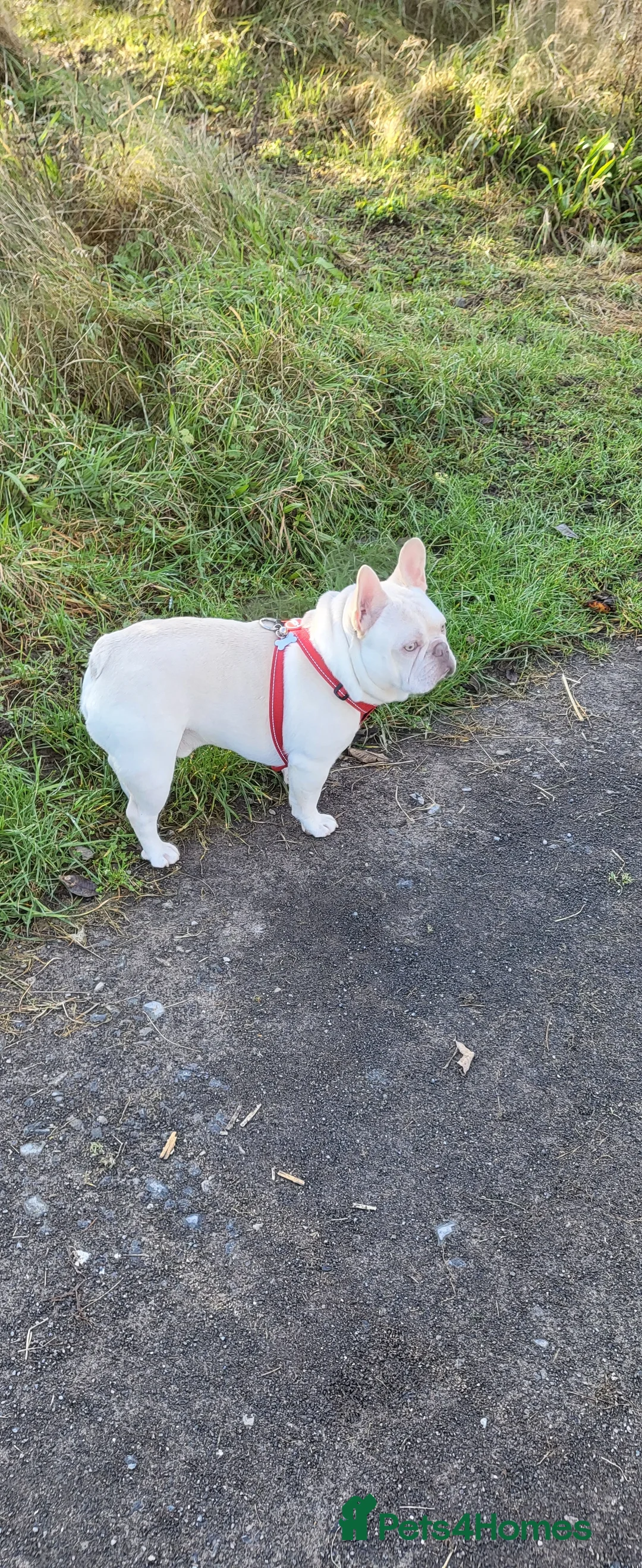 French Bulldog dogs for stud: Amazing structure and quality ‼️ in Ebbw Vale - Advert 7
