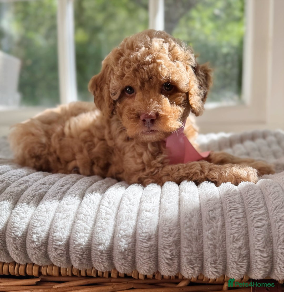 Cavapoo dogs for sale: F1b health tested cavapoo - Image 26