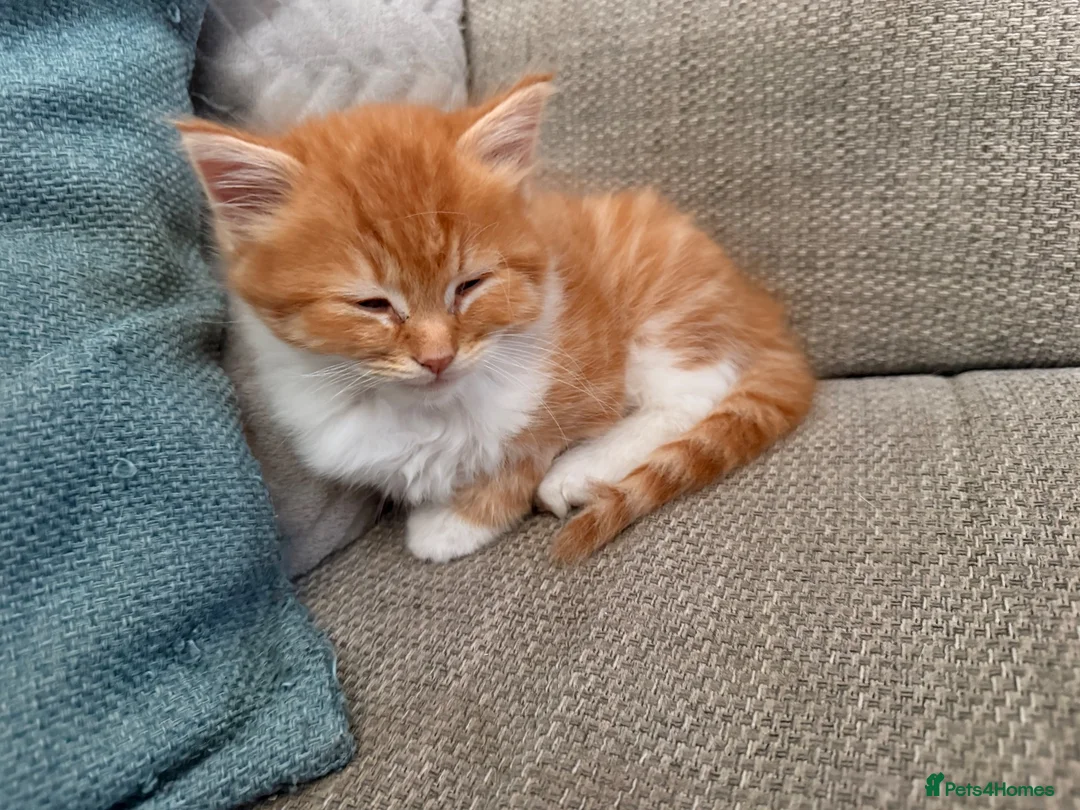 British Longhair cats for sale: Chunky long haired kittens  - Advert 2