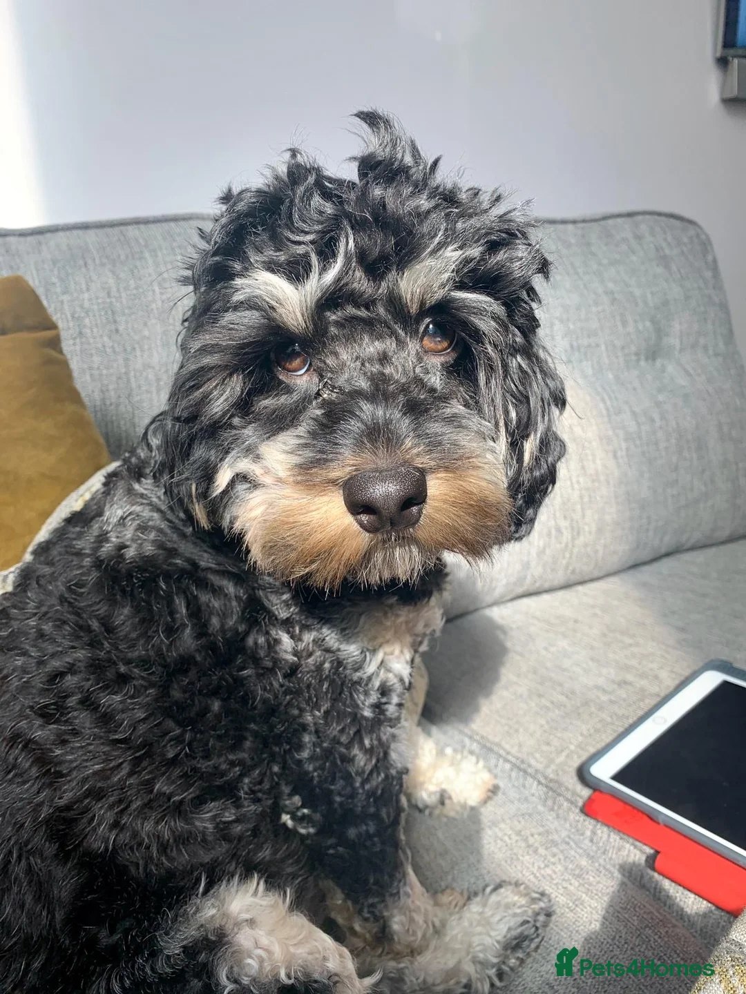 Gallery Image {{count}}