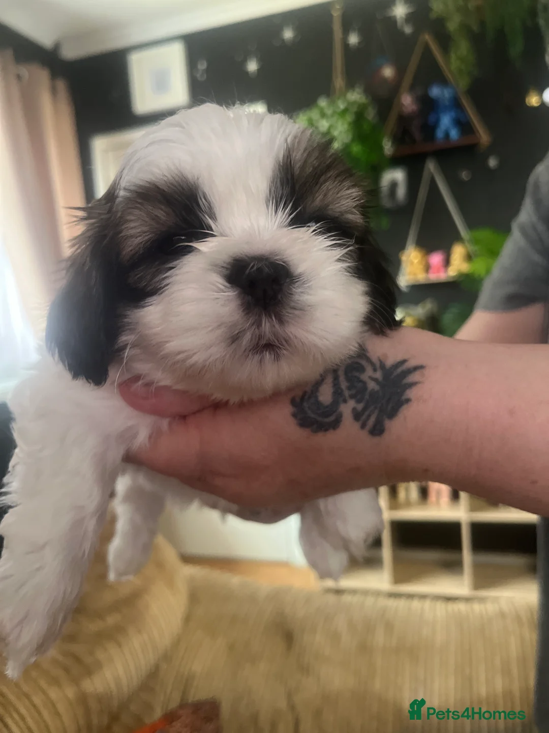 Shih Tzu dogs for sale: Beautiful litter of puppy’s  - Advert 4