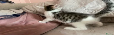 Kitten 6