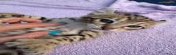 Keetso cats for sale: Stunning wild looking polydactyl curl ear keetsos  - Advert 13